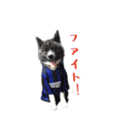 秋田犬 黒（個別スタンプ：15）
