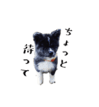 秋田犬 黒（個別スタンプ：16）