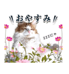 スピ猫シャルル様（個別スタンプ：1）