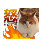 スピ猫シャルル様（個別スタンプ：2）