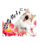 スピ猫シャルル様（個別スタンプ：3）