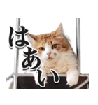 スピ猫シャルル様（個別スタンプ：5）