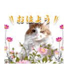 スピ猫シャルル様（個別スタンプ：6）