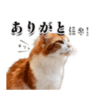 スピ猫シャルル様（個別スタンプ：8）