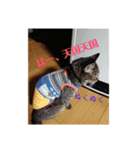 ダックスその他の愉快な仲間たちの日常5（個別スタンプ：9）