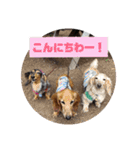 ダックスその他の愉快な仲間たちの日常5（個別スタンプ：12）