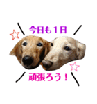 ダックスその他の愉快な仲間たちの日常6（個別スタンプ：5）