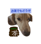 ダックスその他の愉快な仲間たちの日常6（個別スタンプ：7）