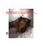 ダックスその他の愉快な仲間たちの日常6（個別スタンプ：9）