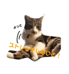 ダックスその他の愉快な仲間たちの日常6（個別スタンプ：12）