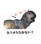 ダックスその他の愉快な仲間たちの日常6（個別スタンプ：15）