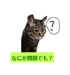 ダックスその他の愉快な仲間たちの日常6（個別スタンプ：16）