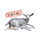 ミニヤギ´( θ ω θ )`（個別スタンプ：3）