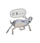 ミニヤギ´( θ ω θ )`（個別スタンプ：5）