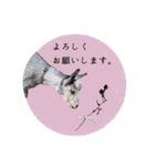 ミニヤギ´( θ ω θ )`（個別スタンプ：7）