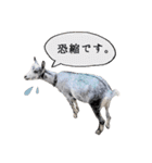 ミニヤギ´( θ ω θ )`（個別スタンプ：9）