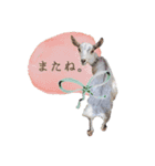 ミニヤギ´( θ ω θ )`（個別スタンプ：10）