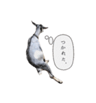 ミニヤギ´( θ ω θ )`（個別スタンプ：22）