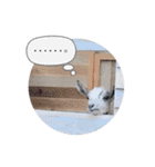ミニヤギ´( θ ω θ )`（個別スタンプ：24）