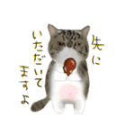 猫イラストスタンプ（個別スタンプ：4）