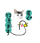 猫イラストスタンプ（個別スタンプ：11）