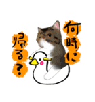 猫イラストスタンプ（個別スタンプ：20）