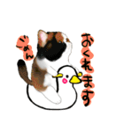 猫イラストスタンプ（個別スタンプ：21）