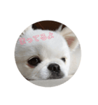 てんちゃんのまいにち（個別スタンプ：3）