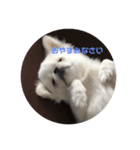 てんちゃんのまいにち（個別スタンプ：8）