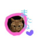 ゆとり猫スタンプ2（個別スタンプ：1）