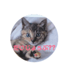 ゆとり猫スタンプ2（個別スタンプ：2）