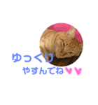 ゆとり猫スタンプ2（個別スタンプ：3）