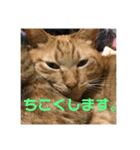 ゆとり猫スタンプ2（個別スタンプ：5）