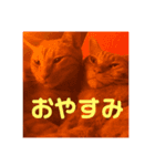ゆとり猫スタンプ2（個別スタンプ：6）