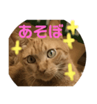 ゆとり猫スタンプ2（個別スタンプ：7）
