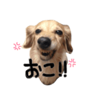 はーちゃんすたんぷ！（個別スタンプ：2）