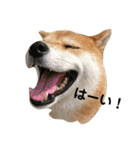 kotaro,s stamp3（個別スタンプ：4）