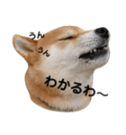 kotaro,s stamp3（個別スタンプ：16）