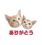 実写猫！にゃいもいスタンプ（個別スタンプ：1）