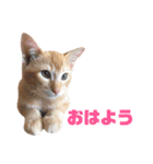 実写猫！にゃいもいスタンプ（個別スタンプ：2）