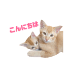 実写猫！にゃいもいスタンプ（個別スタンプ：4）