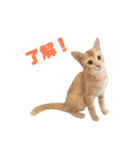 実写猫！にゃいもいスタンプ（個別スタンプ：5）