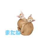 実写猫！にゃいもいスタンプ（個別スタンプ：6）