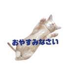 実写猫！にゃいもいスタンプ（個別スタンプ：9）