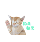 実写猫！にゃいもいスタンプ（個別スタンプ：11）