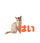 実写猫！にゃいもいスタンプ（個別スタンプ：12）