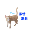 実写猫！にゃいもいスタンプ（個別スタンプ：14）