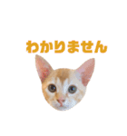 実写猫！にゃいもいスタンプ（個別スタンプ：16）