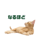 実写猫！にゃいもいスタンプ（個別スタンプ：17）