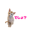 実写猫！にゃいもいスタンプ（個別スタンプ：18）